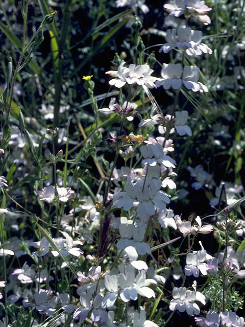 Collinsia bartsiifolia (White blue eyed mary) #7261