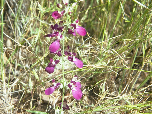 Collinsia bartsiifolia (White blue eyed mary) #7262