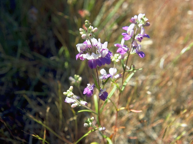 Collinsia bartsiifolia (White blue eyed mary) #7263