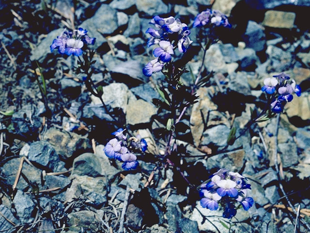 Collinsia linearis (Narrowleaf blue eyed mary) #7268