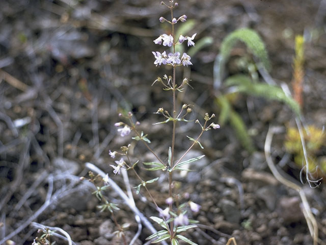 Collinsia linearis (Narrowleaf blue eyed mary) #7269