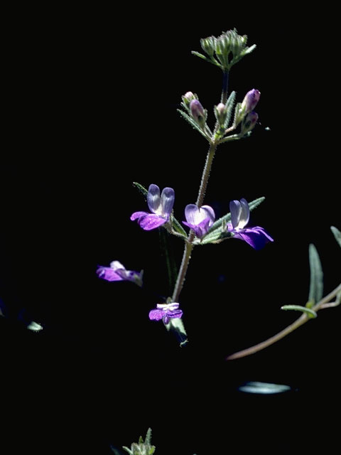 Collinsia parviflora (Maiden blue eyed mary) #7271