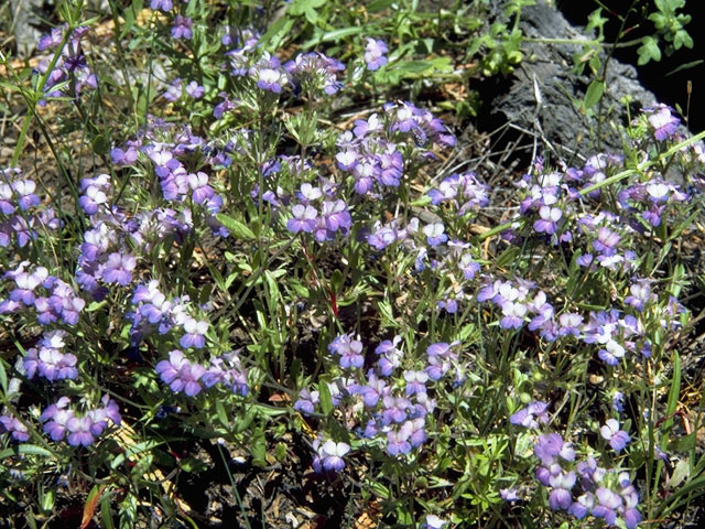 Collinsia sparsiflora (Spinster's blue eyed mary) #7272