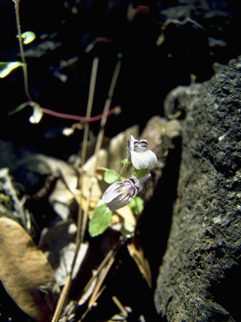 Collinsia torreyi (Torrey's blue eyed mary) #7274