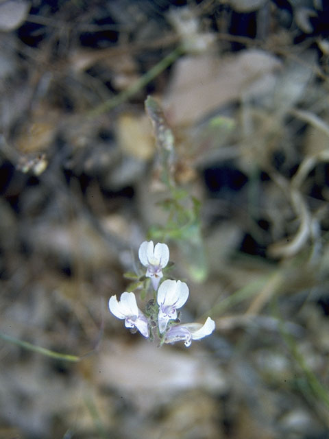 Collinsia torreyi (Torrey's blue eyed mary) #7275