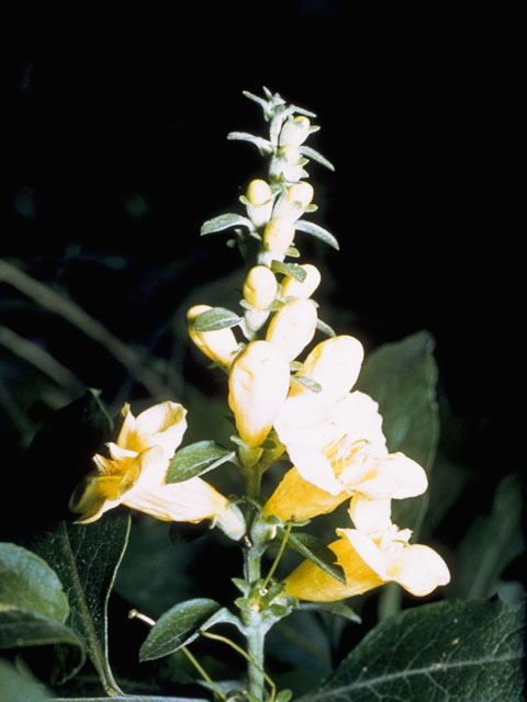 Aureolaria laevigata (Entireleaf yellow false foxglove) #7282