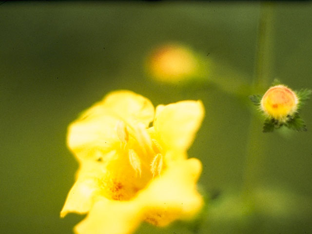 Aureolaria pedicularia var. pedicularia (Fernleaf yellow false foxglove) #7283