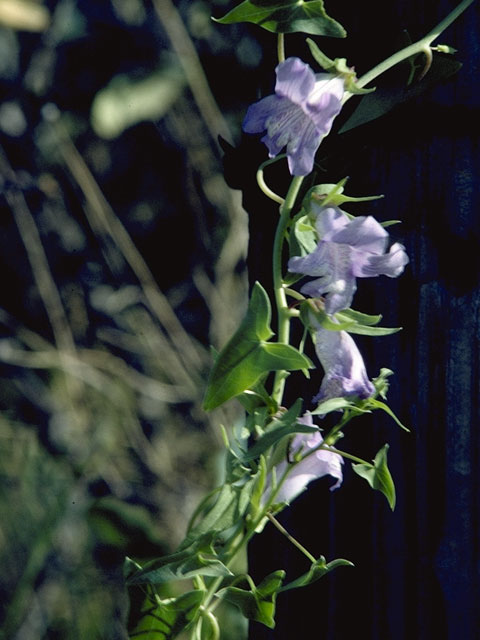 Epixiphium wislizeni (Balloonbush) #7318