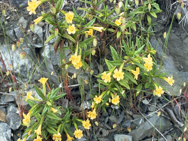 Diplacus aurantiacus ssp. aurantiacus (Orange bush monkeyflower) #7322