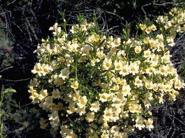 Diplacus aurantiacus ssp. aurantiacus (Orange bush monkeyflower) #7323