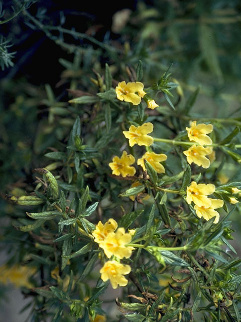 Diplacus grandiflorus (Largeflower bush-monkeyflower) #7328