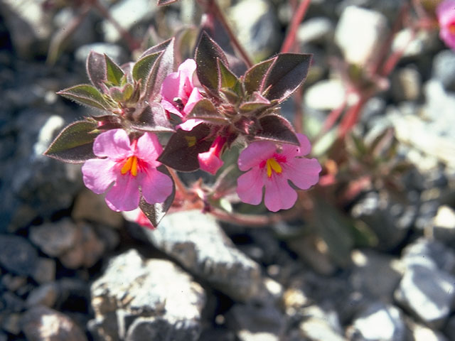 Mimulus bigelovii (Bigelow's monkeyflower) #7329