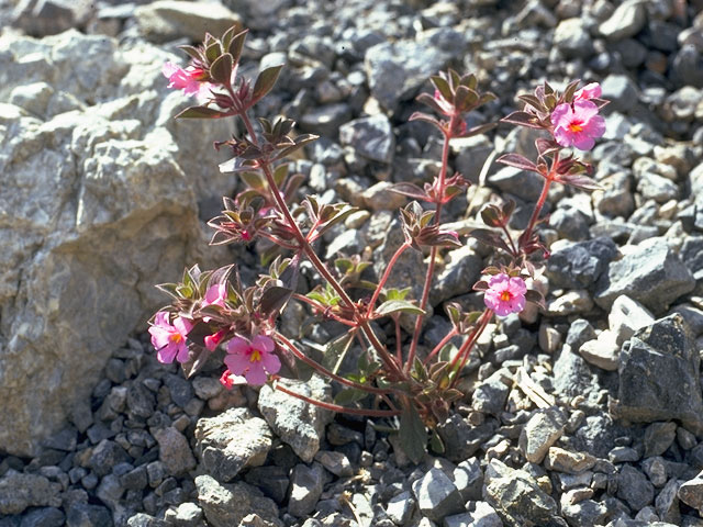 Mimulus bigelovii (Bigelow's monkeyflower) #7330