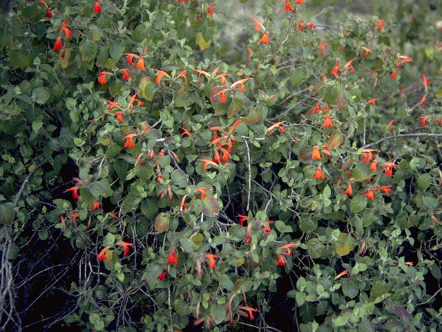 Mimulus cardinalis (Scarlet monkeyflower) #7334