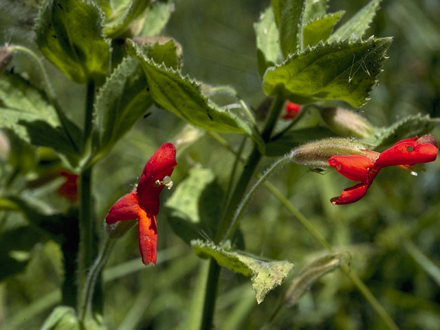 Mimulus cardinalis (Scarlet monkeyflower) #7336