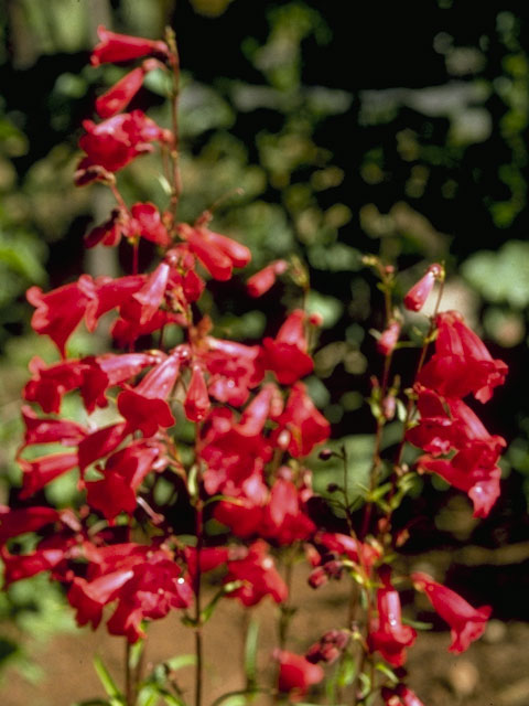 Mimulus cardinalis (Scarlet monkeyflower) #7338