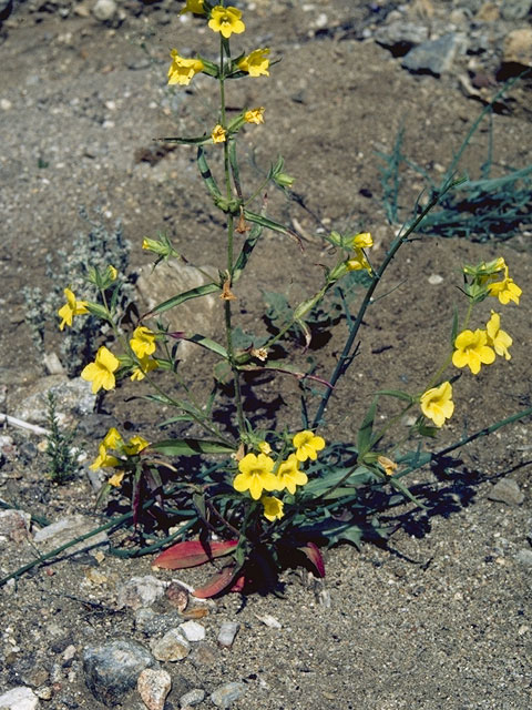 Diplacus clevelandii (Cleveland's bush monkeyflower) #7340