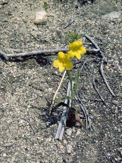 Diplacus clevelandii (Cleveland's bush monkeyflower) #7341