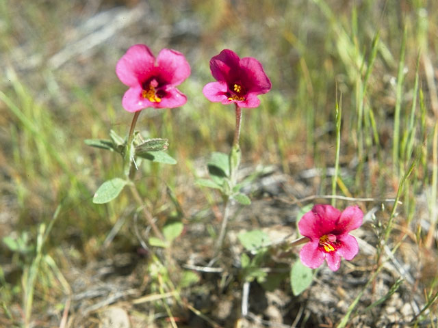 Mimulus kelloggii (Kellogg's monkeyflower) #7342