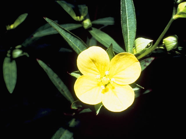 Ludwigia hirtella (Spindleroot) #7350