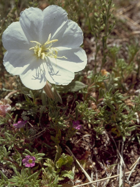 Oenothera albicaulis (Whitest evening-primrose) #7372