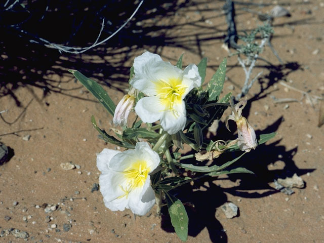 Oenothera deltoides (Birdcage evening-primrose) #7418