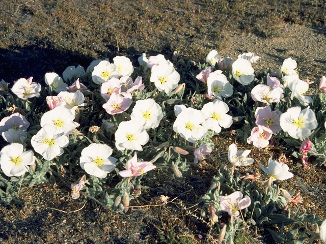 Oenothera deltoides (Birdcage evening-primrose) #7419