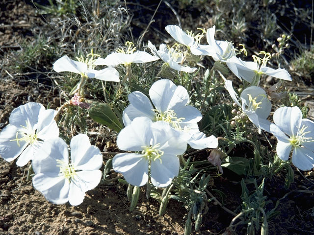 Oenothera deltoides (Birdcage evening-primrose) #7420