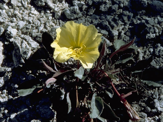 Oenothera deltoides (Birdcage evening-primrose) #7421