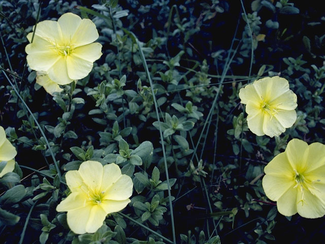 Oenothera drummondii (Beach evening-primrose) #7425