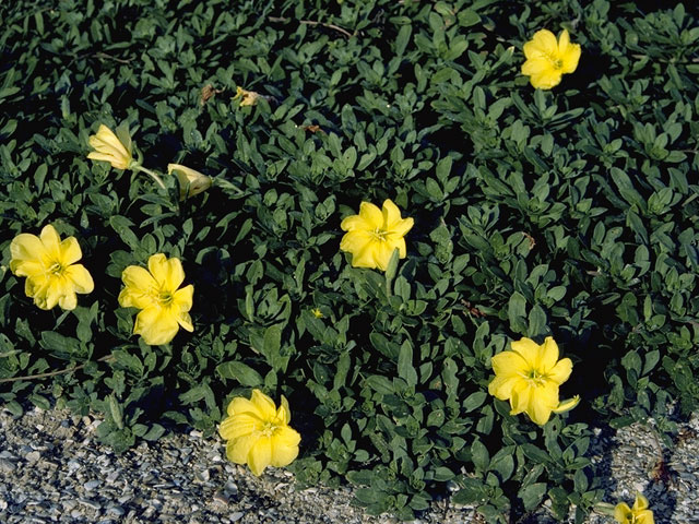 Oenothera drummondii (Beach evening-primrose) #7426