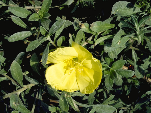 Oenothera drummondii (Beach evening-primrose) #7427