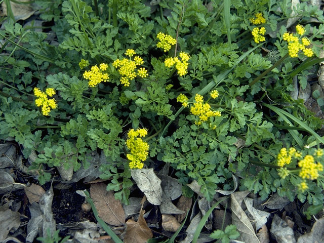 Lomatium foeniculaceum ssp. daucifolium (Desert biscuitroot) #7429