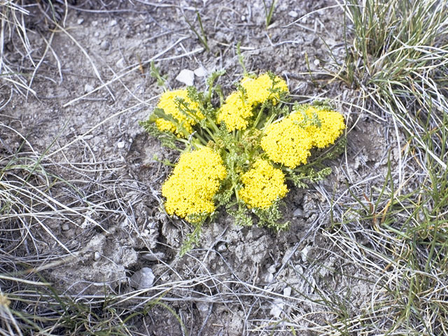 Lomatium utriculatum (Common lomatium) #7430