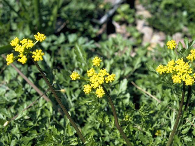 Polytaenia texana (Texas prairie parsley) #7439