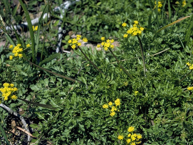 Polytaenia texana (Texas prairie parsley) #7440