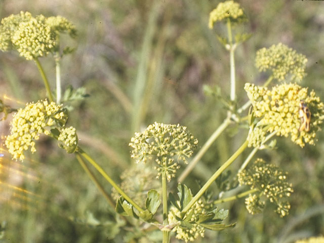 Polytaenia texana (Texas prairie parsley) #7442