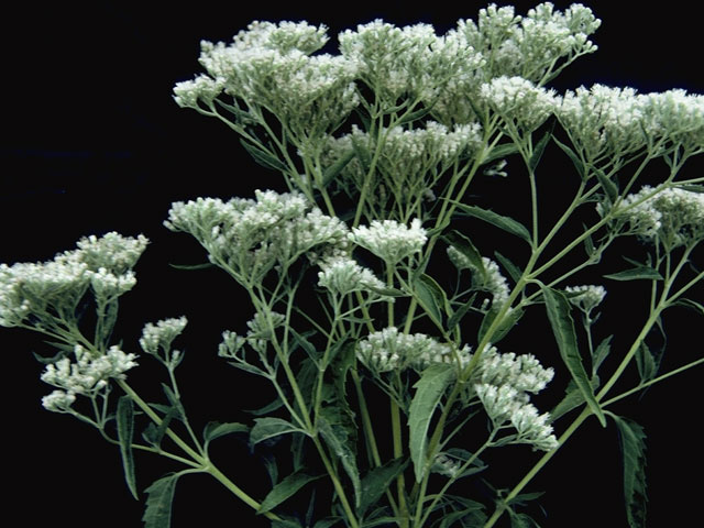 Eupatorium altissimum (Tall thoroughwort) #7451