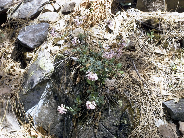 Valeriana arizonica (Arizona valerian) #7474