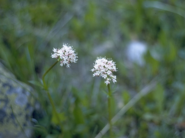 Valeriana dioica (Marsh valerian) #7476