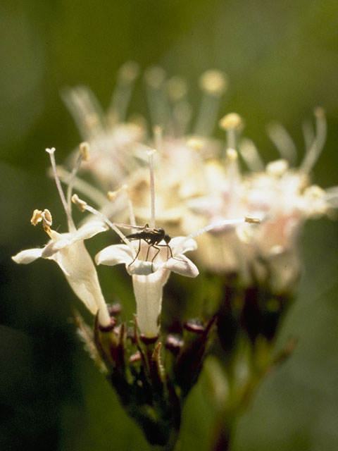 Valeriana sitchensis (Sitka valerian) #7480