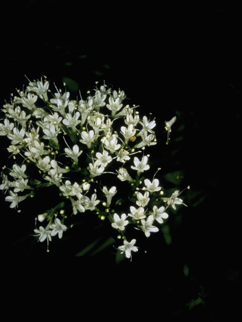 Valeriana uliginosa (Mountain valerian) #7483