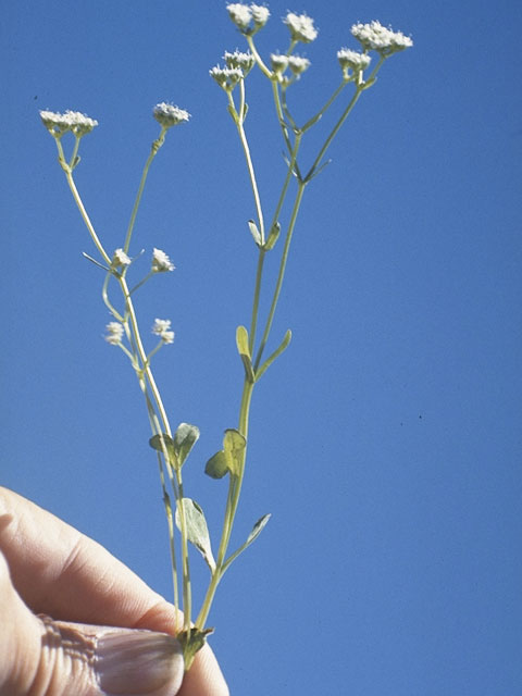 Valerianella amarella (Hairy cornsalad) #7485