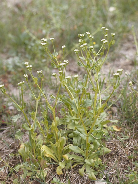 Valerianella radiata (Beaked cornsalad) #7486