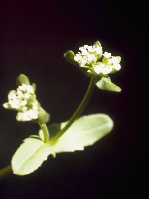 Valerianella radiata (Beaked cornsalad) #7487