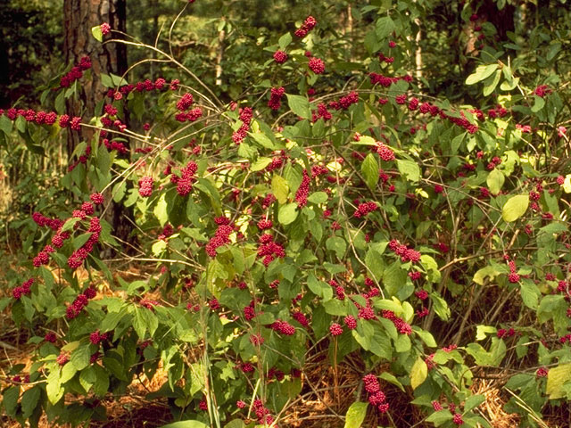 Callicarpa americana (American beautyberry ) #7496