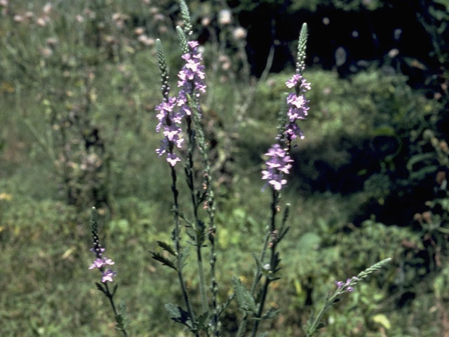 Verbena halei (Texas vervain) #7530