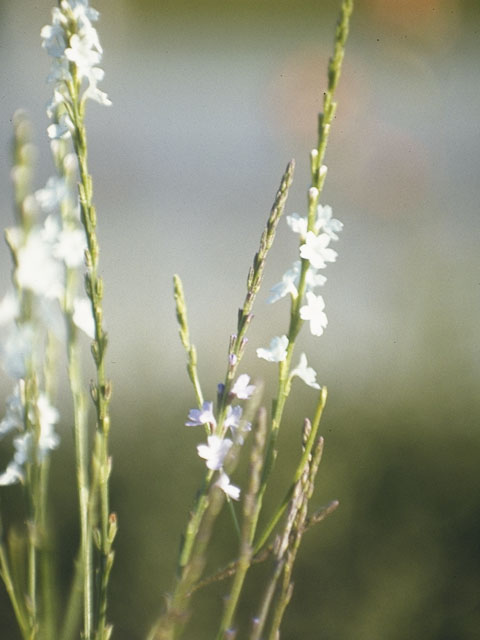 Verbena halei (Texas vervain) #7533