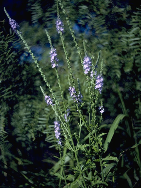 Verbena neomexicana (Hillside vervain) #7543