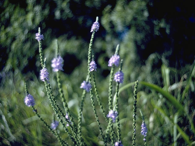 Verbena neomexicana (Hillside vervain) #7544